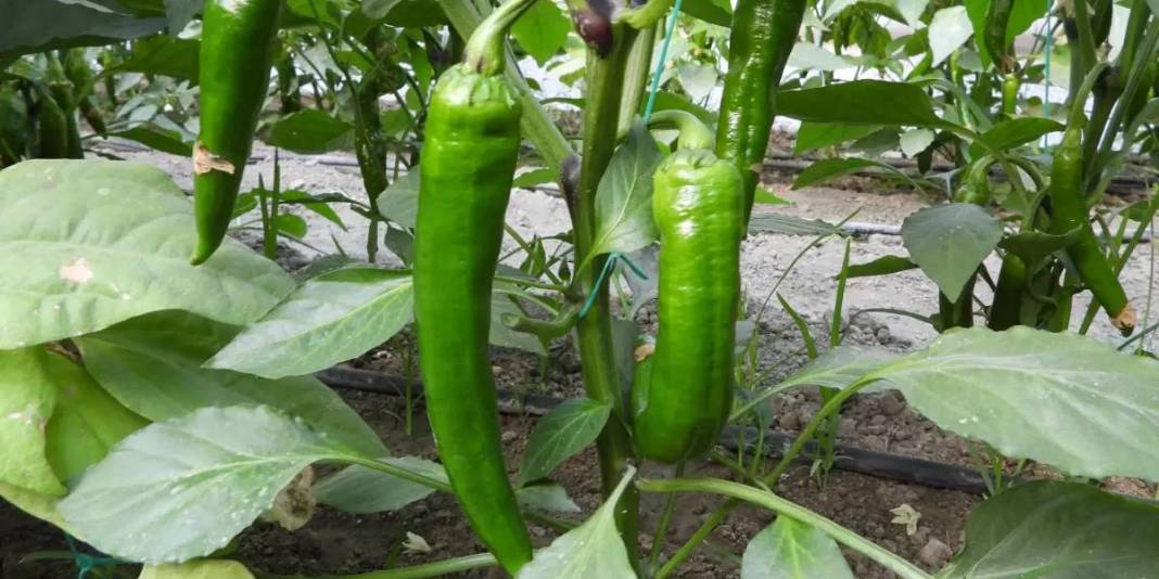 Acı severim diyen bile yiyemiyor! Türkiye'nin en acı biberinin faydası inanılmaz: Zayıflamak için kilo kilo alıyorlar 3